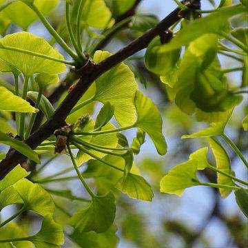 "Opowieści o drzewach" w Parku Steffensów Grafika "Opowieści o drzewach" w Parku Steffensów