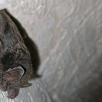 Monitoring zimujących nietoperzy w PKDS, 2026 r. Grafika Monitoring zimujących nietoperzy w PKDS, 2026 r.